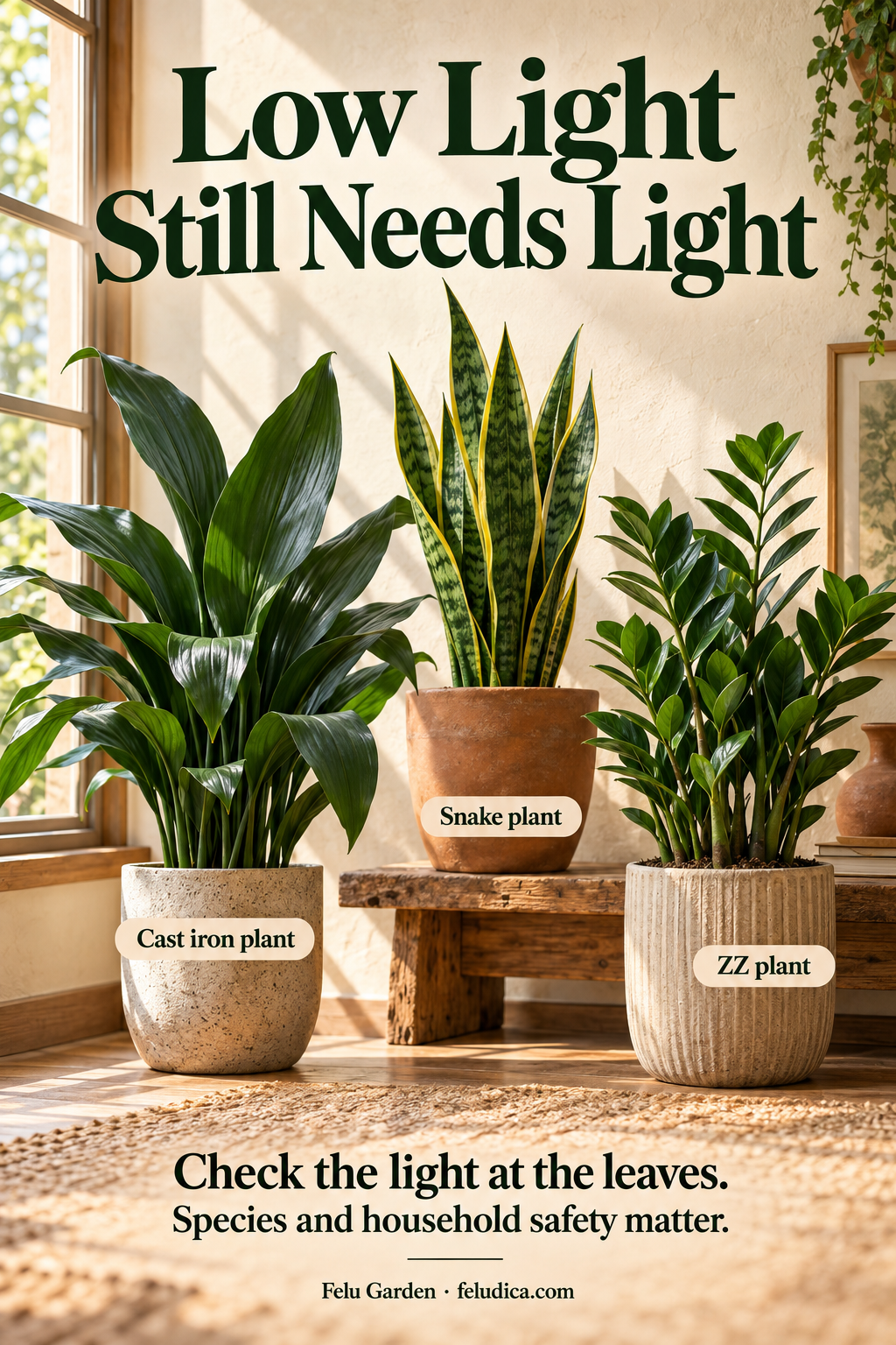 A cast iron plant, snake plant and ZZ plant arranged near a window, with labels reminding the viewer to check light at leaf height.