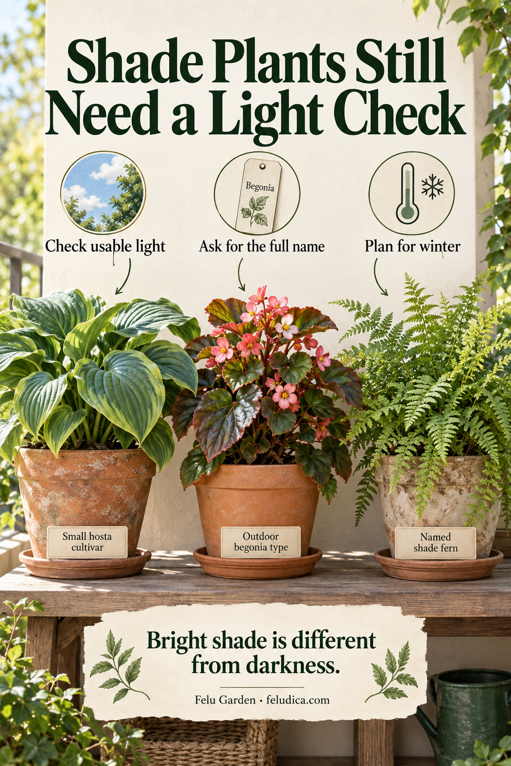 A sheltered balcony compares a small hosta, outdoor begonia and fern, with notes to check plant identity, light and winter conditions.