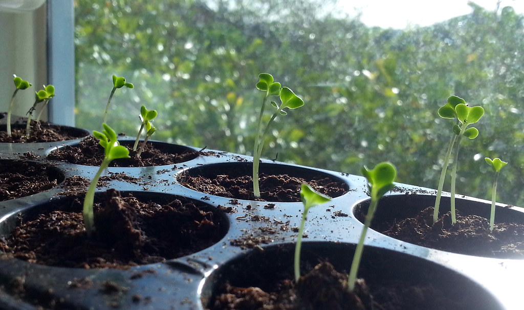 Small seedlings in round cells of a black seed tray