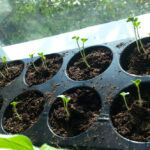 Green seedlings growing in black seed tray cells