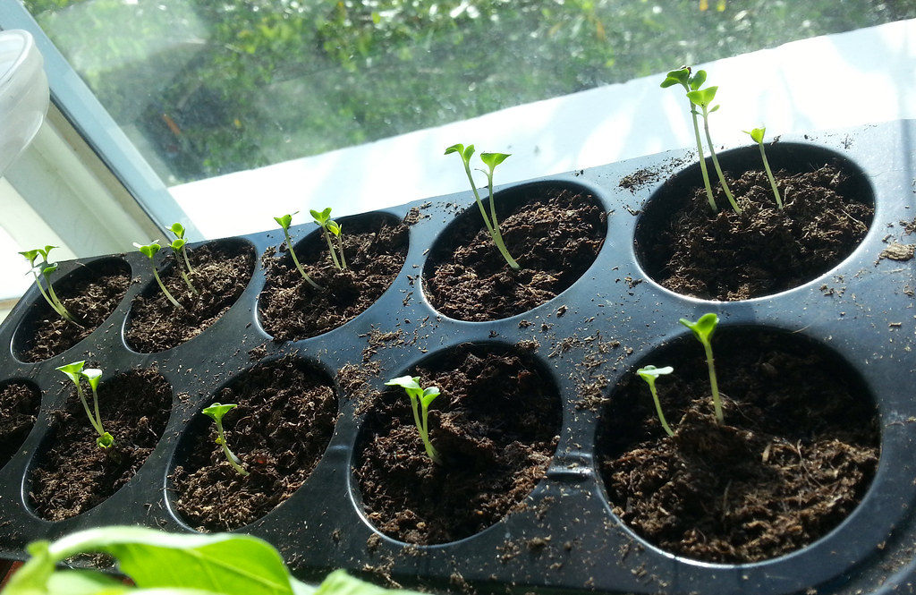 Green seedlings growing in black seed tray cells