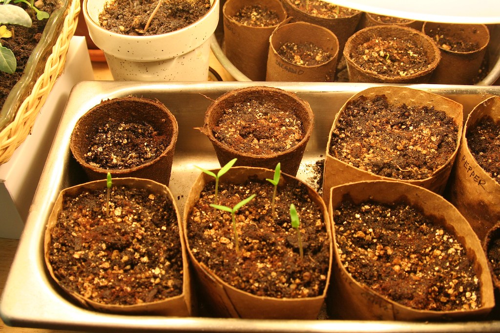 Small seedlings and soil-filled pots sitting in a tray