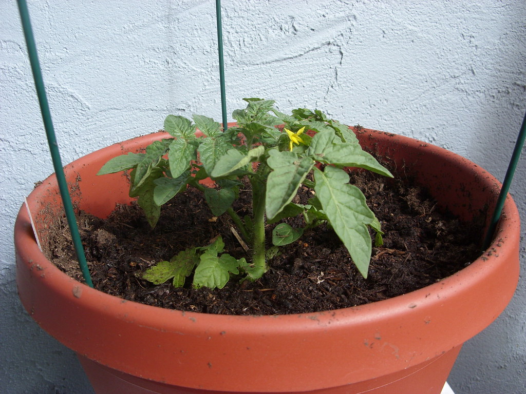 Small tomato plant growing in a terracotta pot