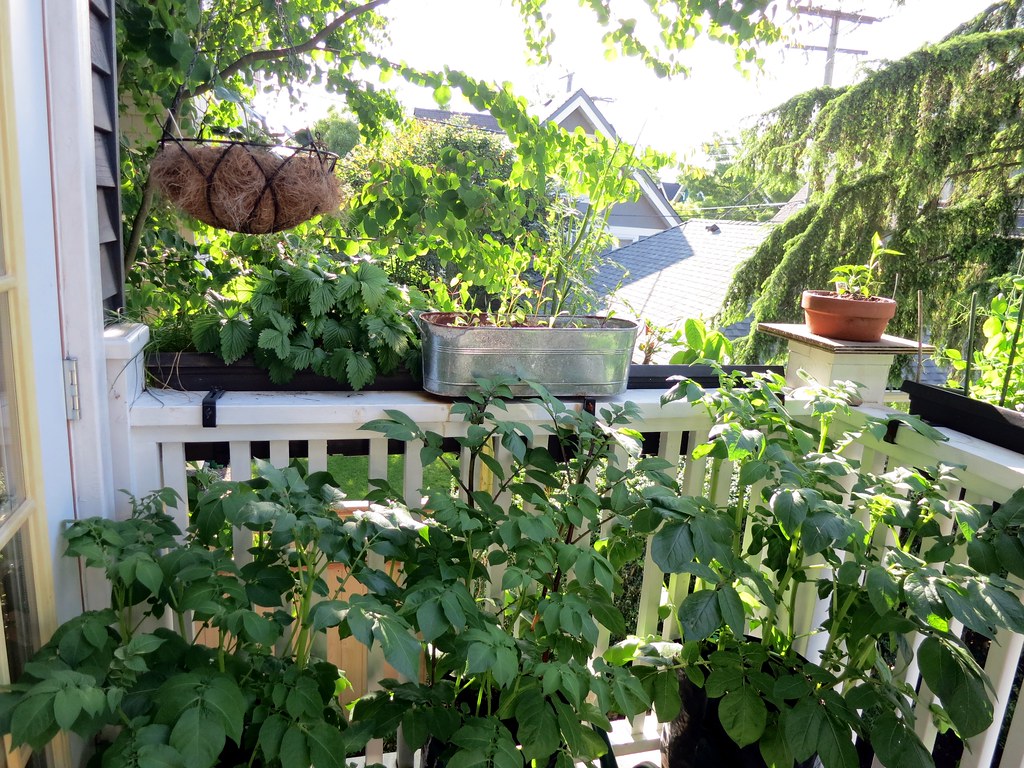 Balcony railing filled with potted vegetable plants