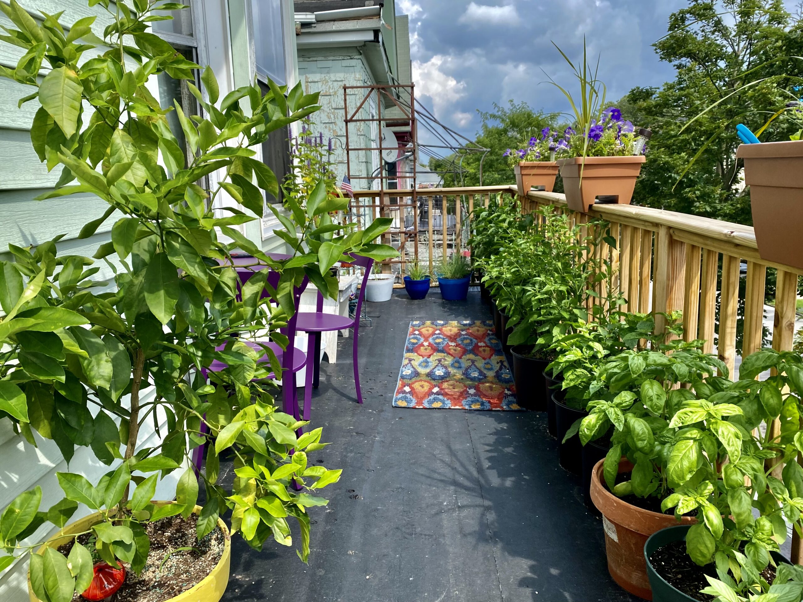 Balcony garden with many potted plants along a railing