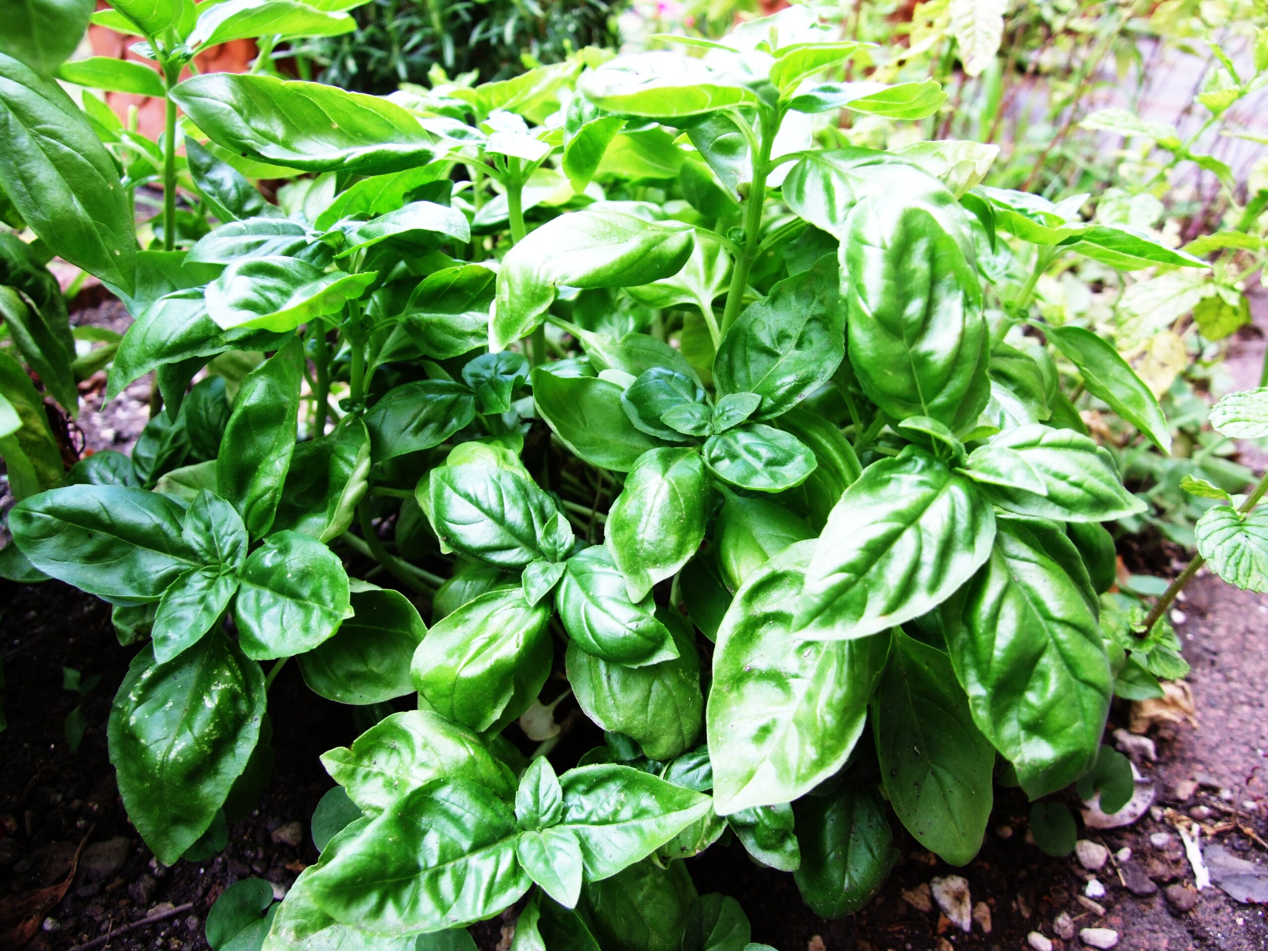Green basil plant growing in a pot