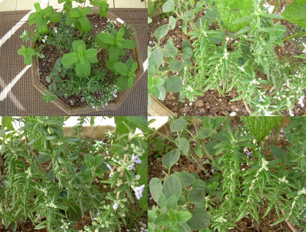 Mint oregano and rosemary growing in a balcony herb planter