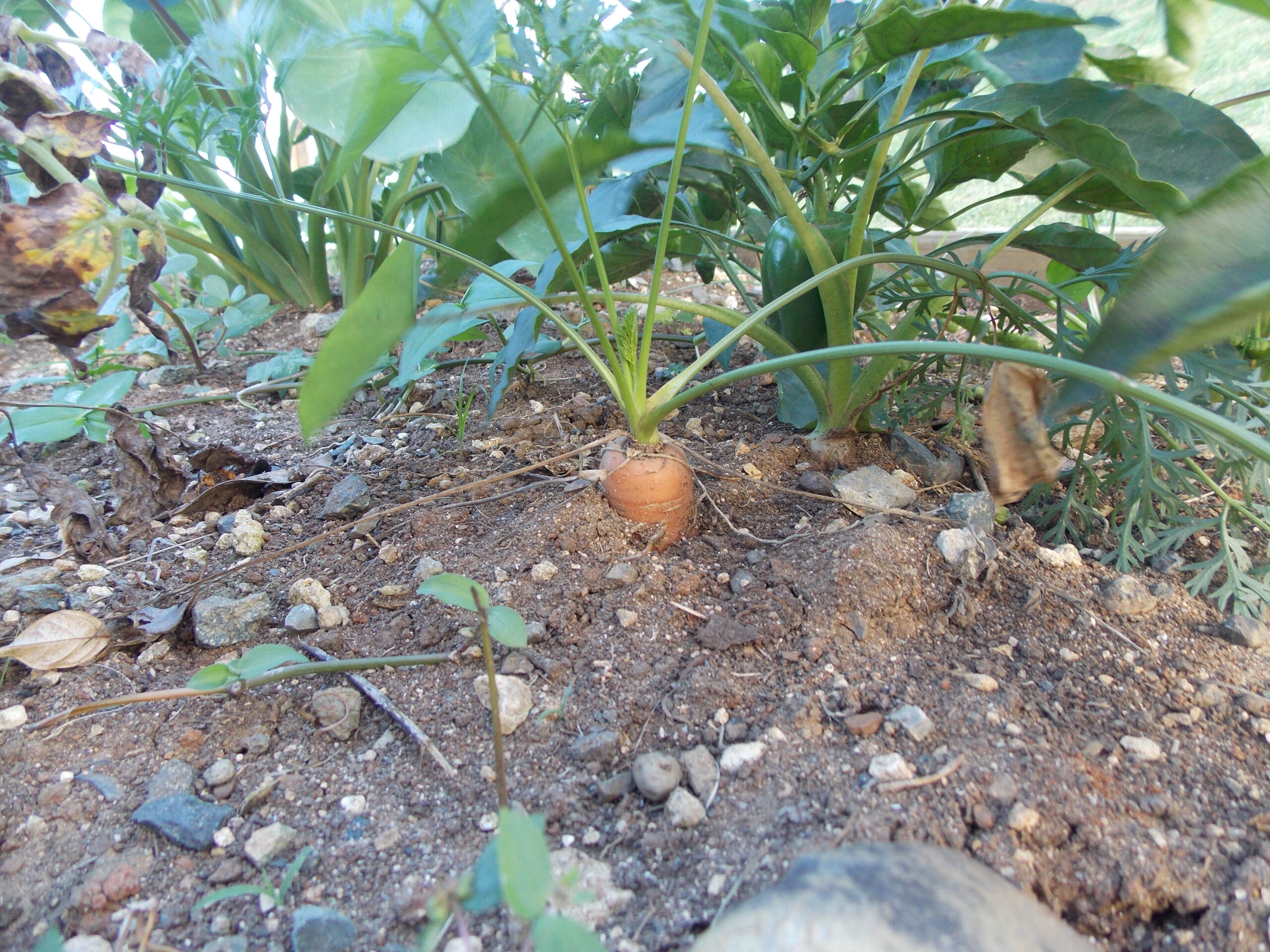 Small vegetable garden bed with leafy plants for beginner gardening guide start from scratch