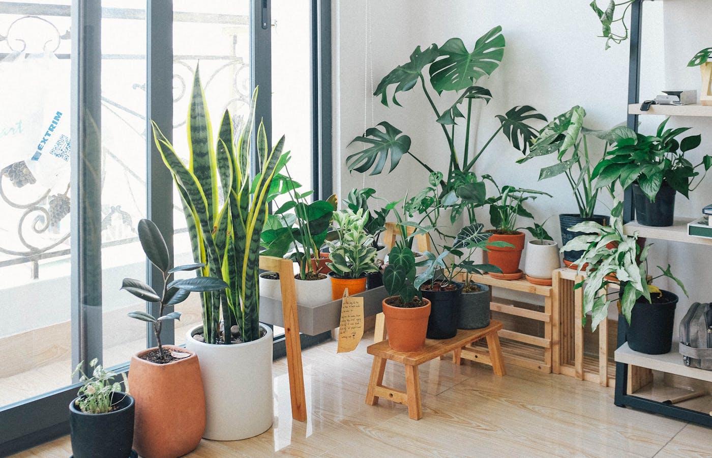 Several indoor plants in pots arranged beside a bright window