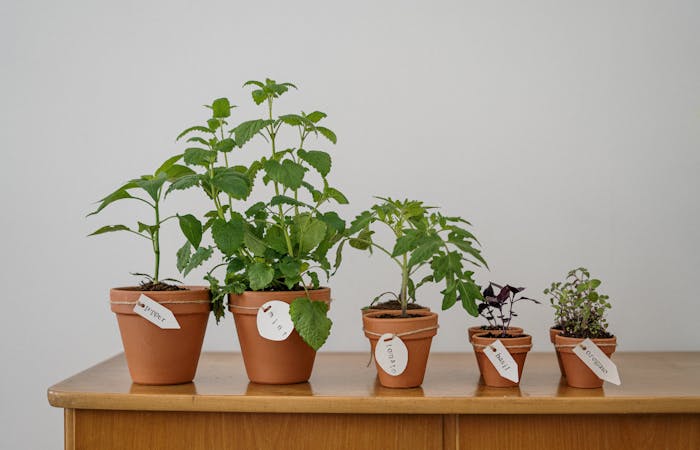 Small potted herb plants with labels on a wooden surface
