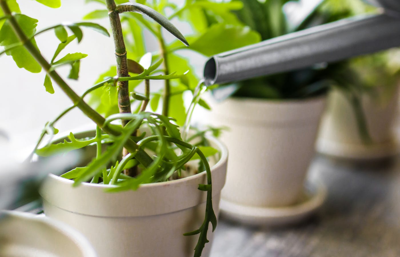 Watering can pouring water into a potted indoor plant