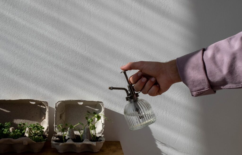 Hand spraying water on small indoor plant seedlings in egg cartons