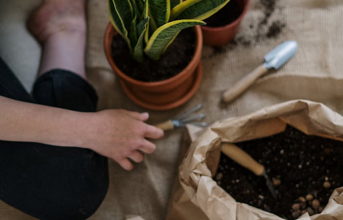 Snake plant in a terracotta pot beside soil and garden tools