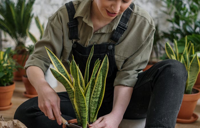 Person repotting a snake plant into a terracotta pot indoors