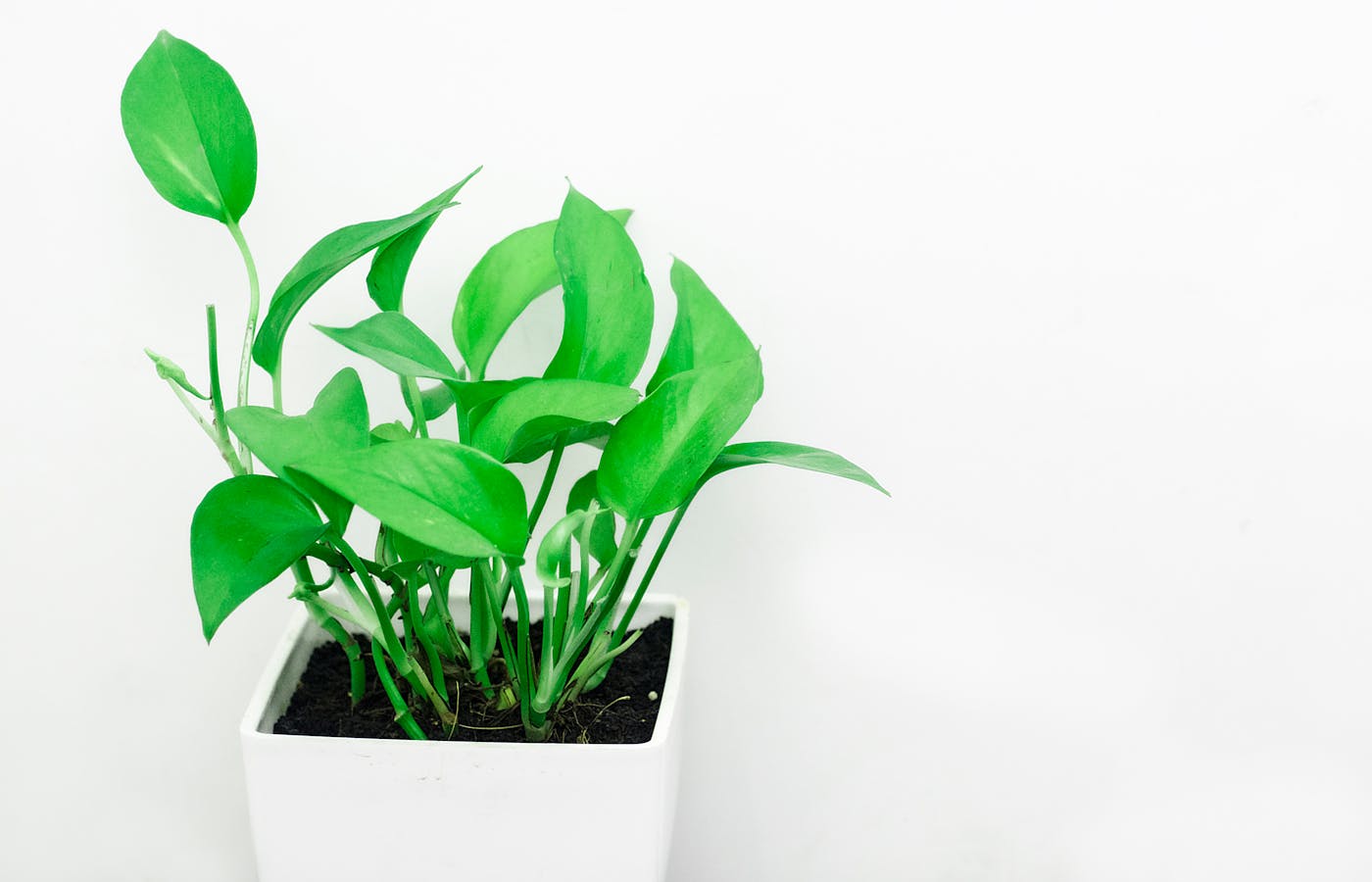 Green pothos plant growing in a white square pot indoors