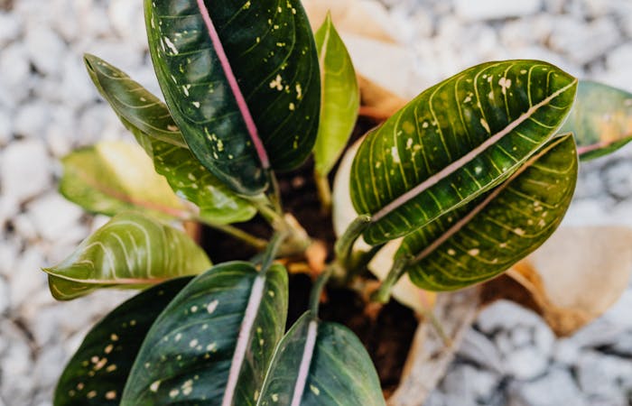 Close view of dark green plant leaves with pale pink veins