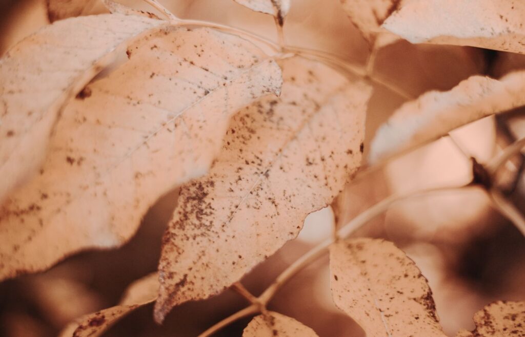 Brown leaf tip and leaf texture shown in close-up