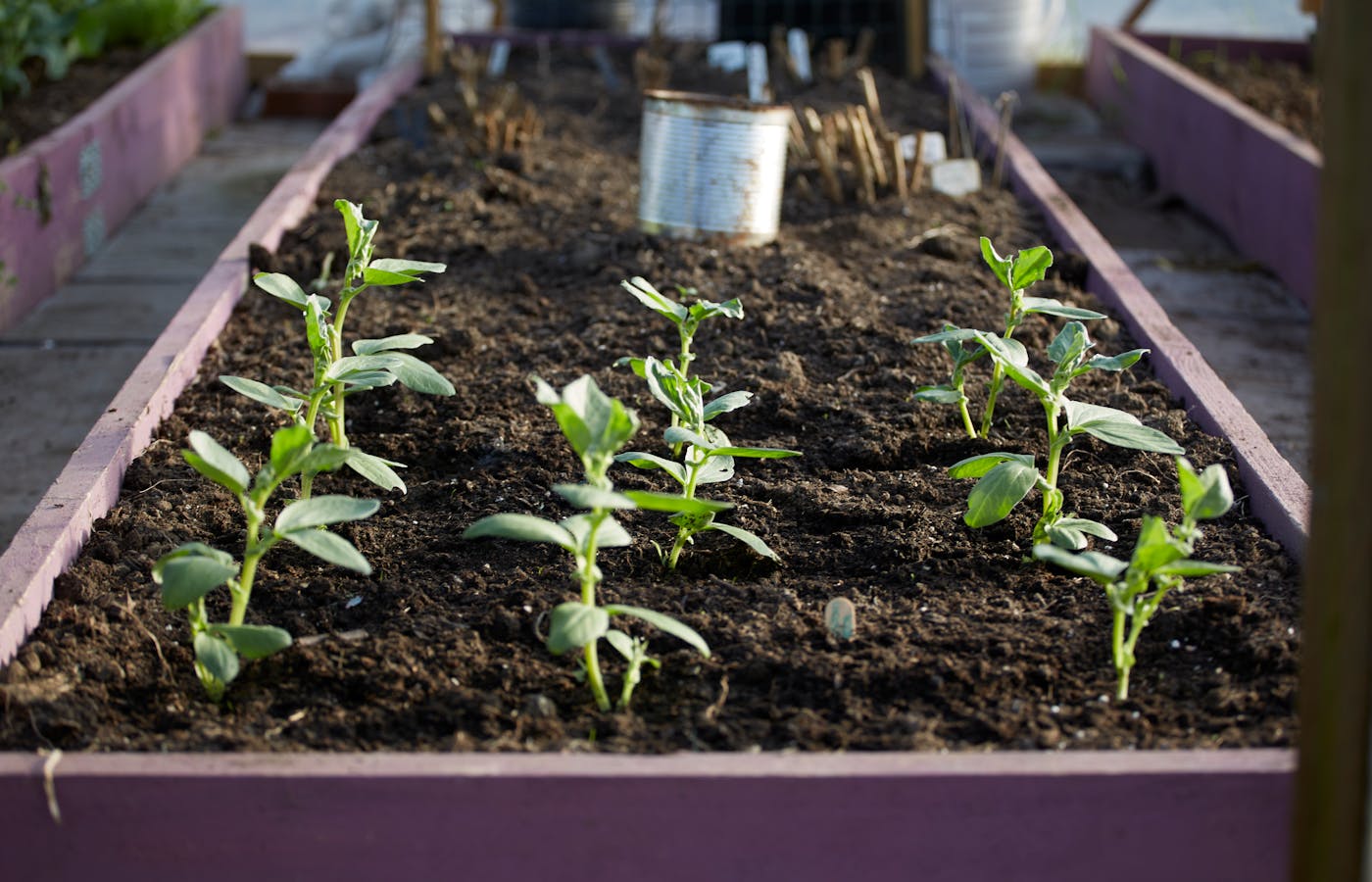 Small raised garden bed with green seedlings in soil
