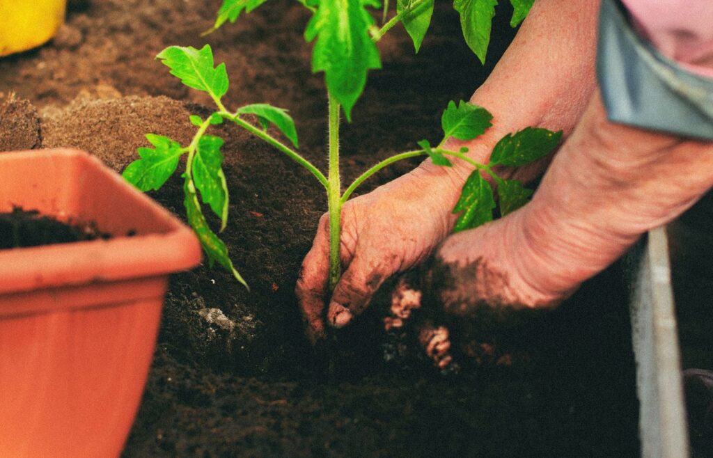 Hands planting a green seedling in a garden bed