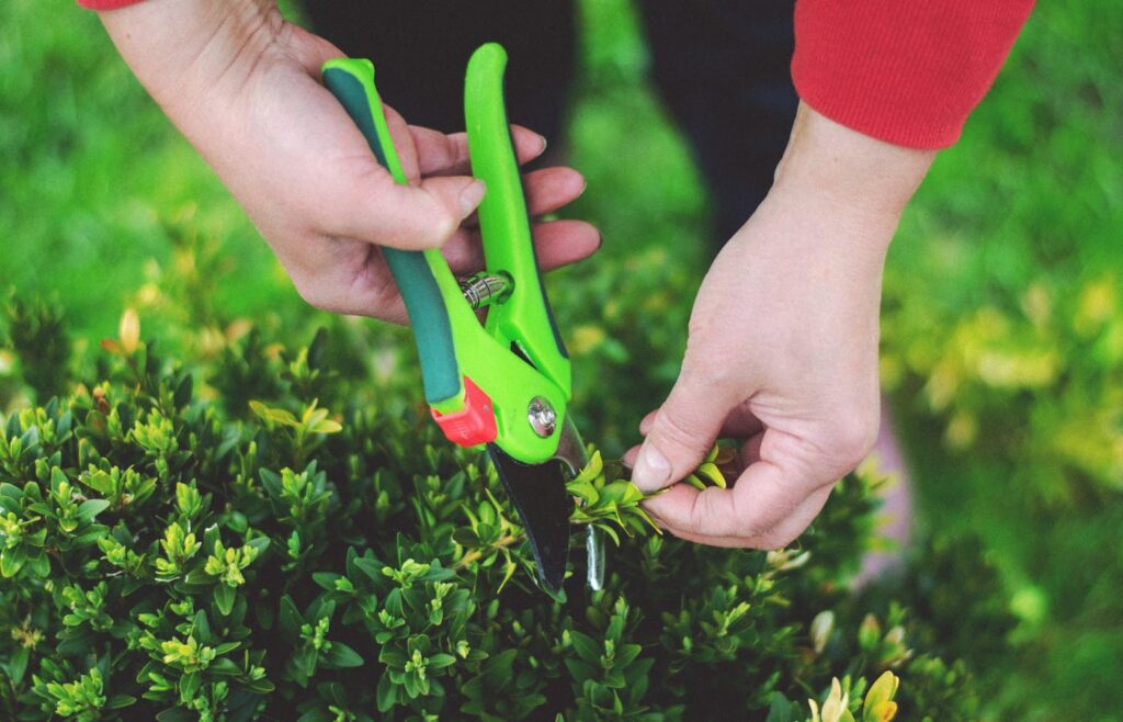 Green pruning shears cutting a small leafy shrub