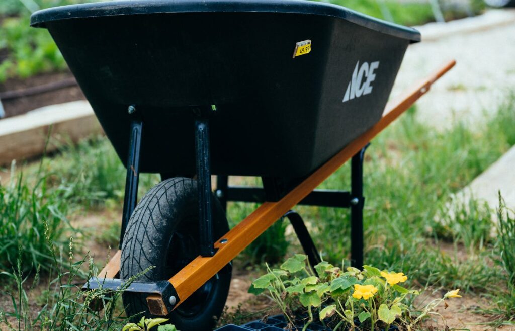Black wheelbarrow beside small flowering seedlings in a garden bed