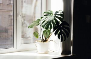 Monstera plant in a white pot on a bright windowsill