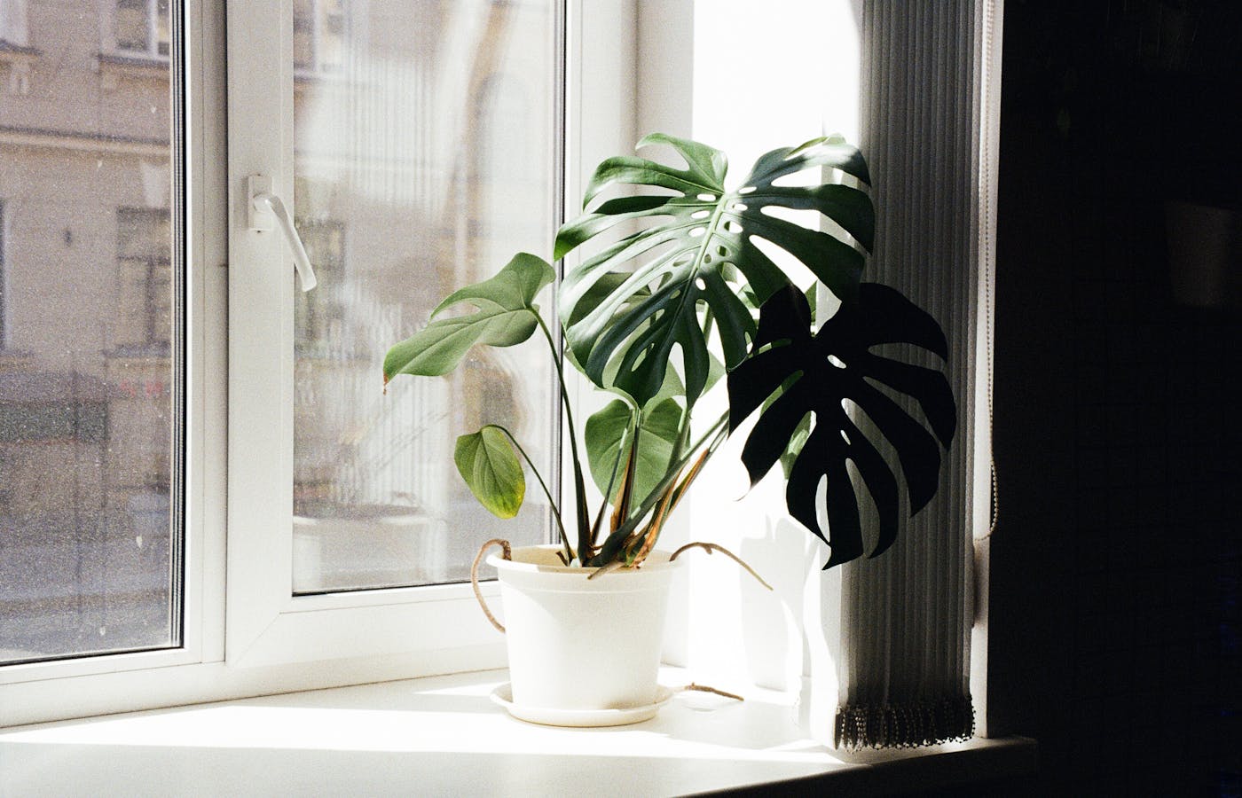 Monstera plant in a white pot on a bright windowsill