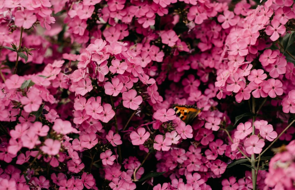 Pink flowering plants for a balcony garden container