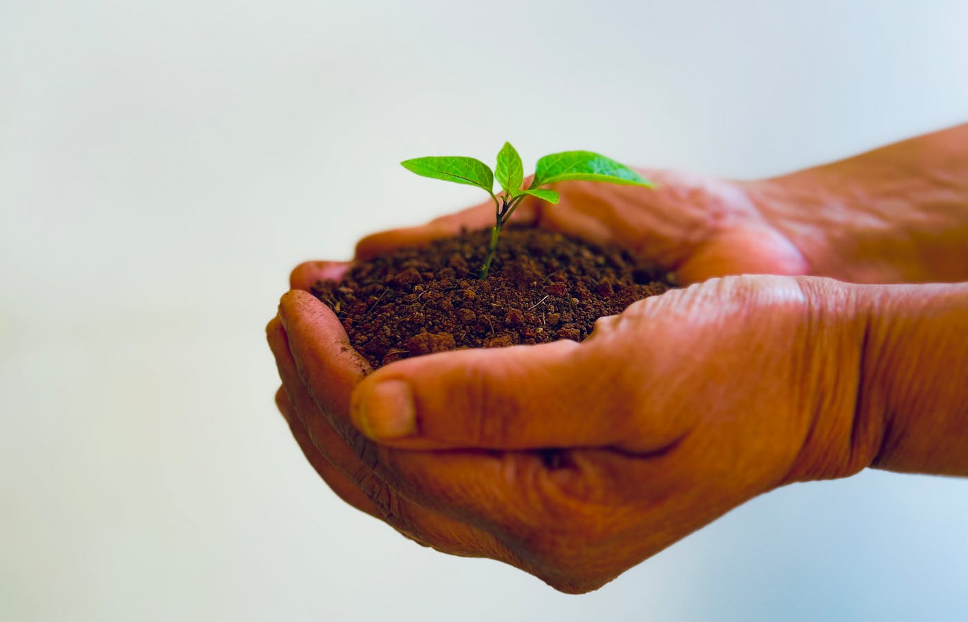Hands holding dark garden soil around a small green seedling