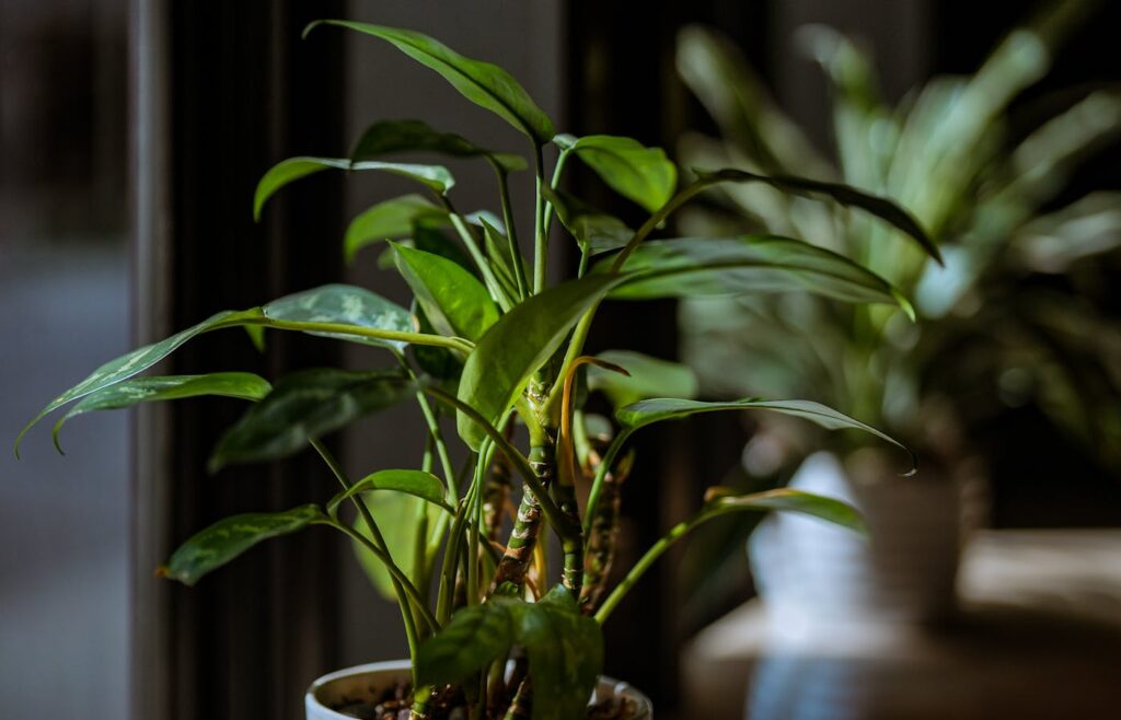 Green houseplant beside a dark window