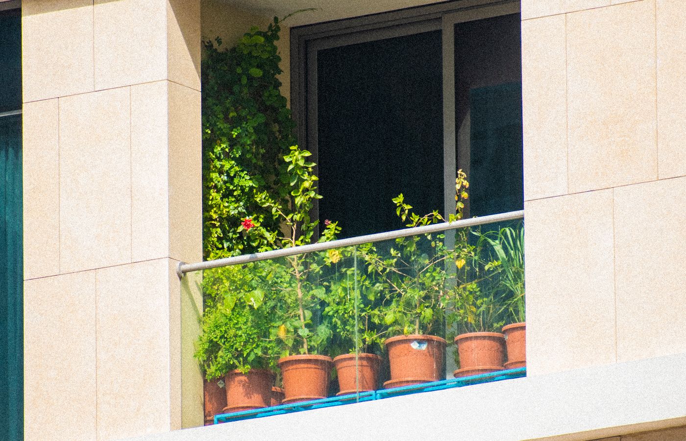 Sunny balcony with potted plants behind a glass railing