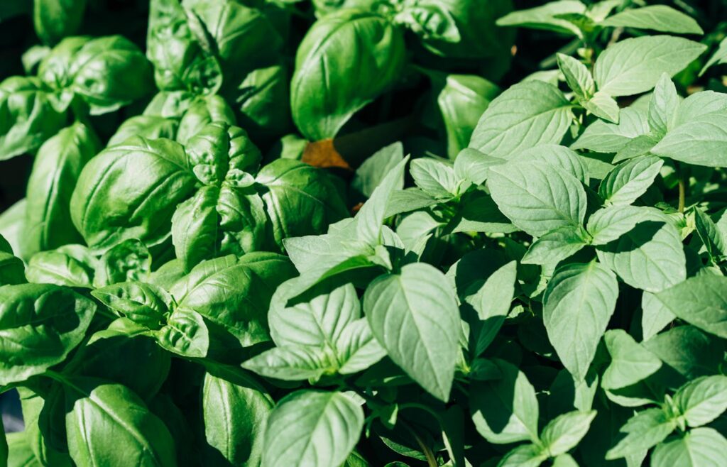 Basil and mint herb leaves growing close together