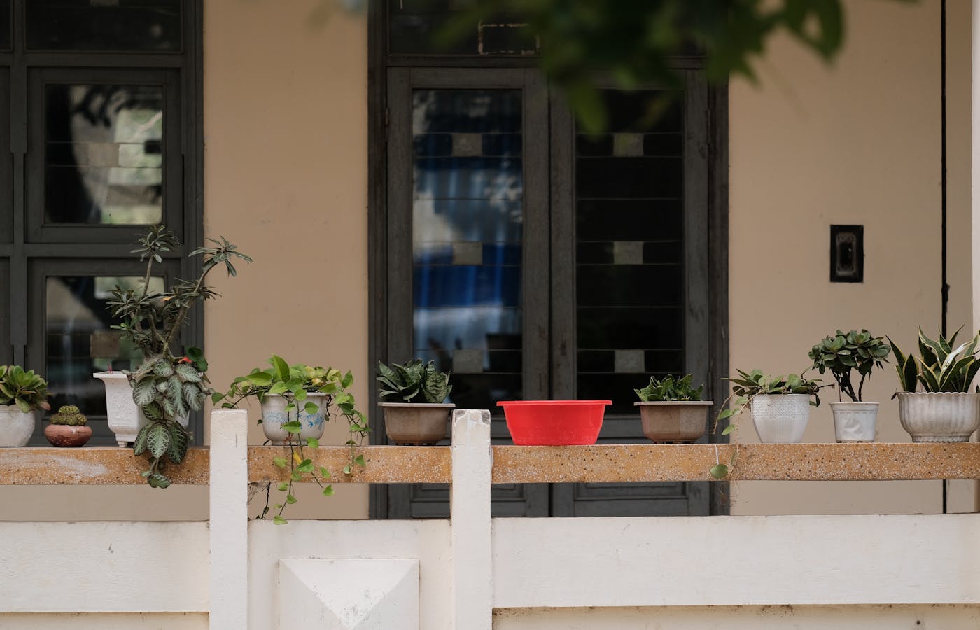 Potted plants lined along a small balcony ledge