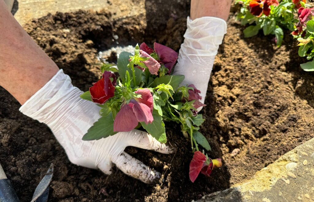 White garden gloves planting purple flowers in soil