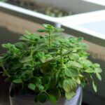 Potted green herb growing beside a bright window