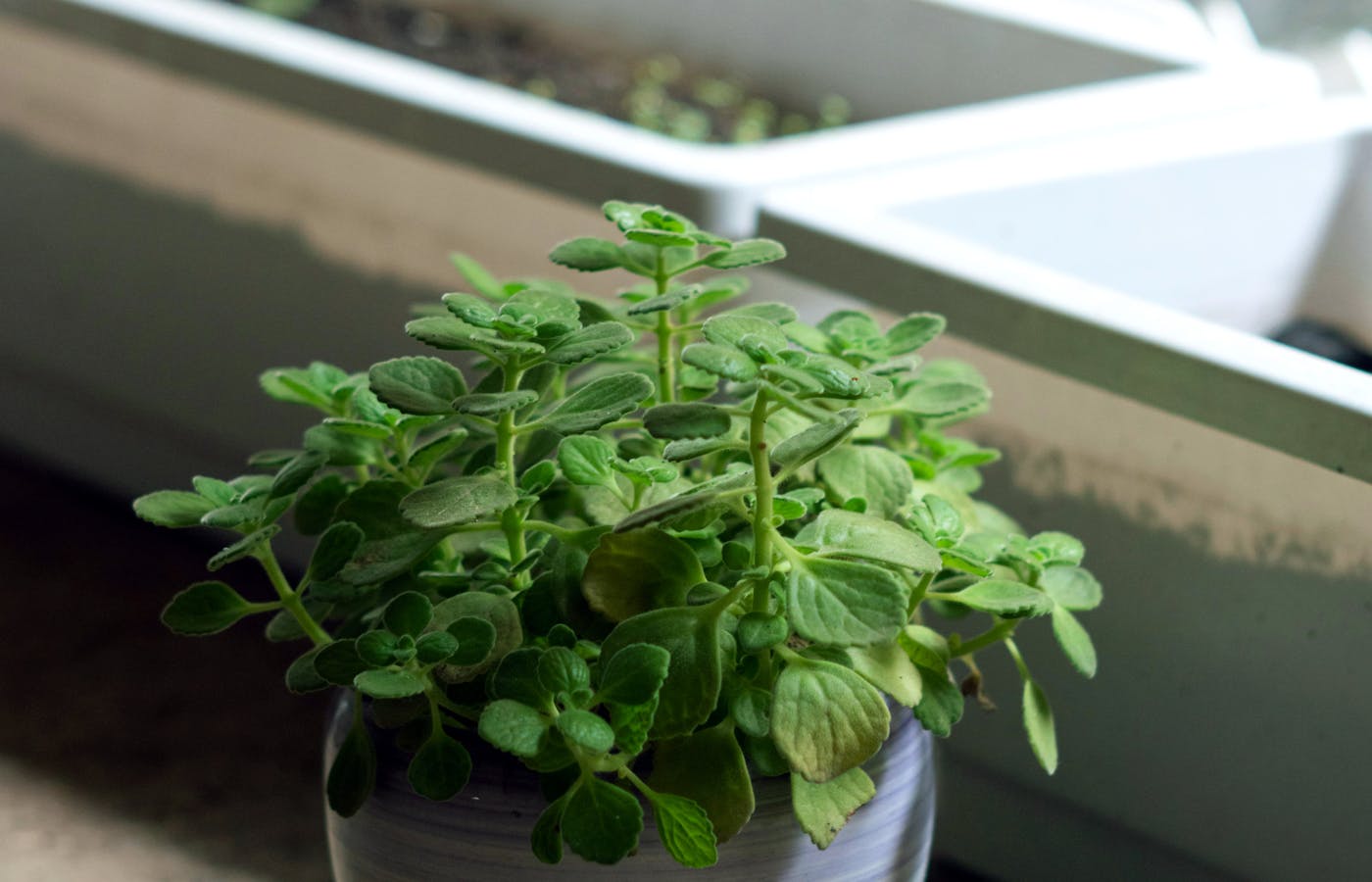 Potted green herb growing beside a bright window