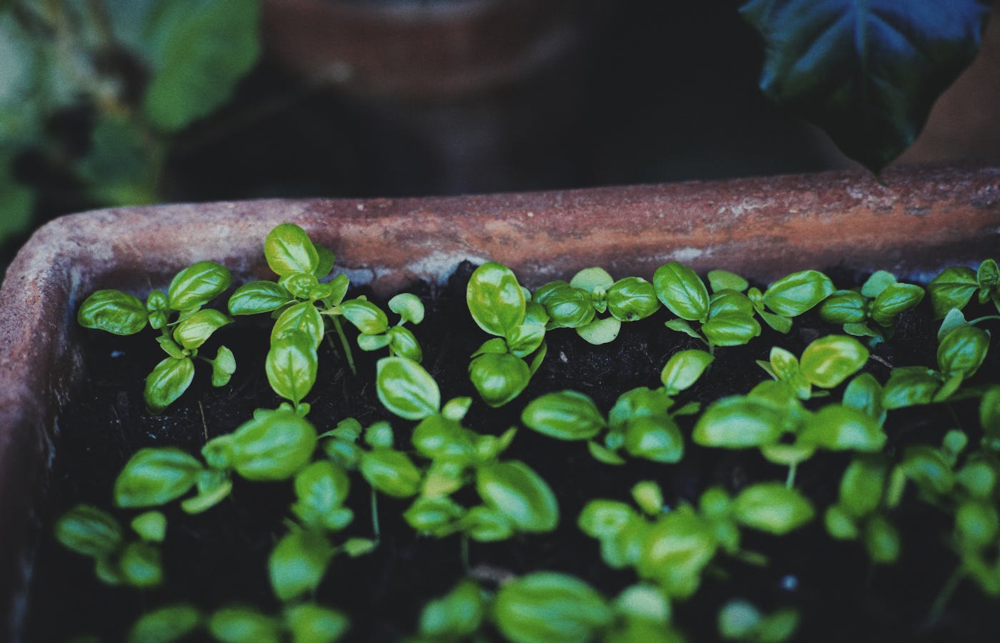 Small basil seedlings growing in a rectangular planter with dark soil