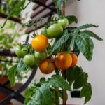 Yellow tomatoes growing on a potted tomato plant on a balcony