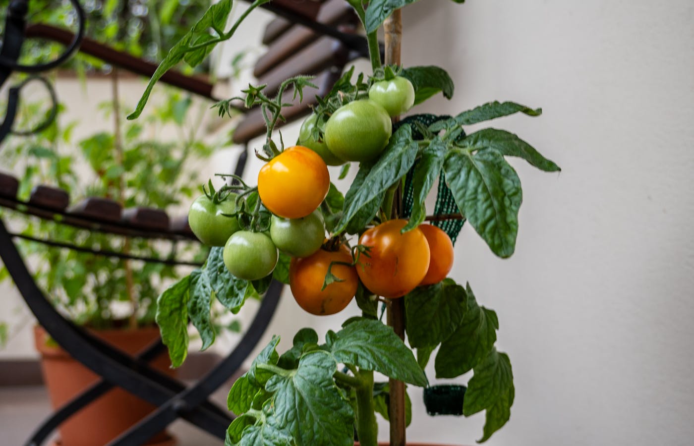 Yellow tomatoes growing on a potted tomato plant on a balcony
