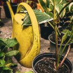 Yellow watering can among potted garden plants