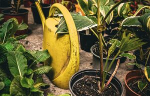 Yellow watering can among potted garden plants