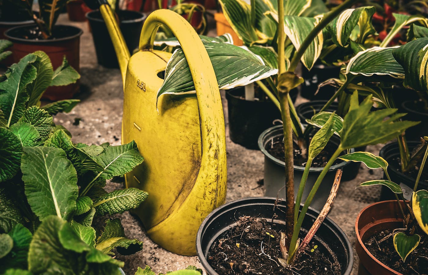 Yellow watering can among potted garden plants