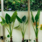 Large leafy potted plants on a shaded patio beside a white wall