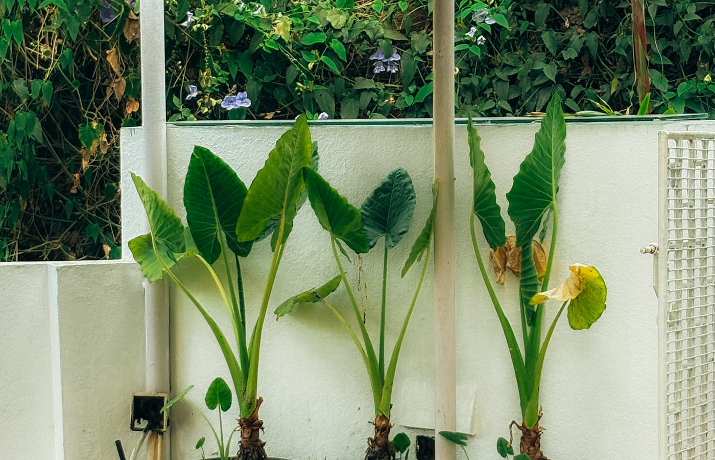 Large leafy potted plants on a shaded patio beside a white wall