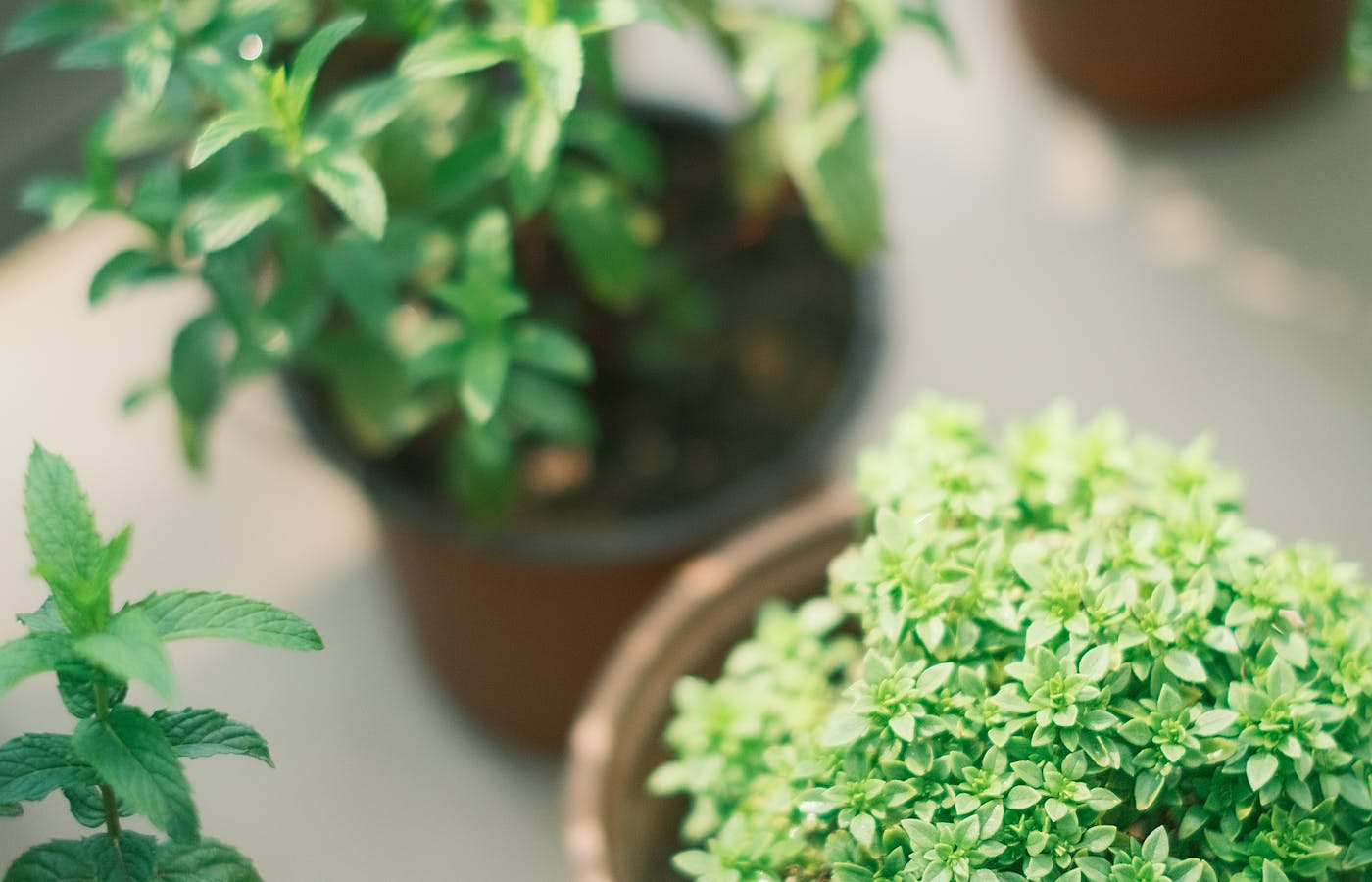Potted herbs growing in a sunlit balcony herb garden