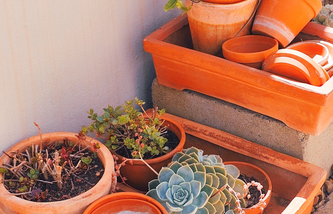 Terracotta plant pots with succulents and saucers