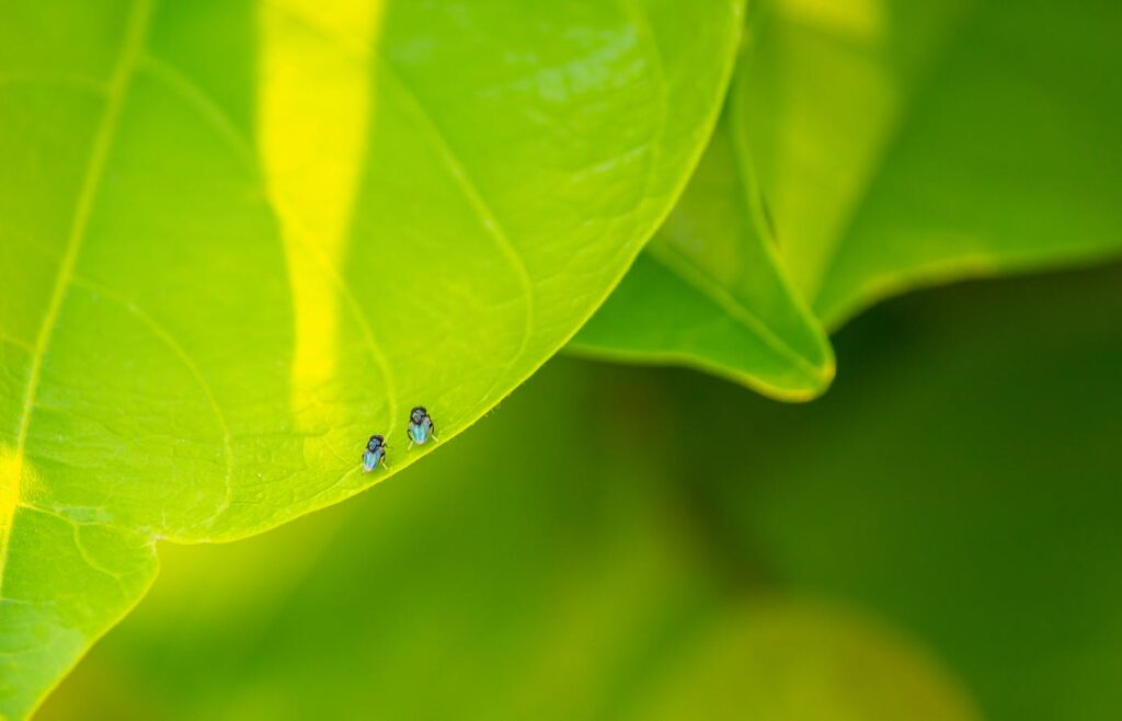 Small insects on a bright green plant leaf