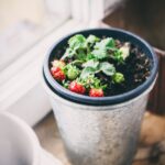 Potted strawberry plant with red berries near a window