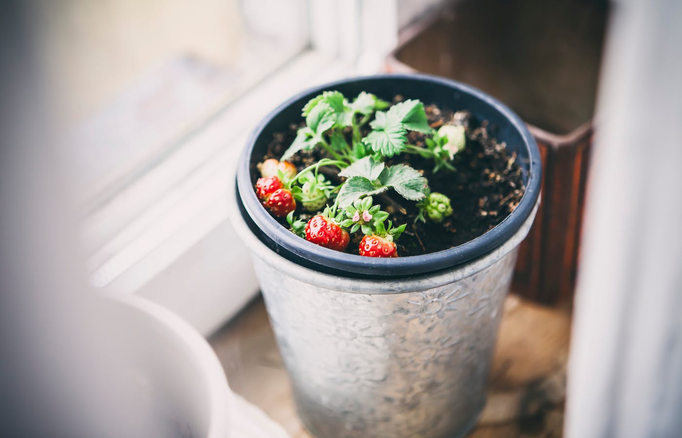 Potted strawberry plant with red berries near a window
