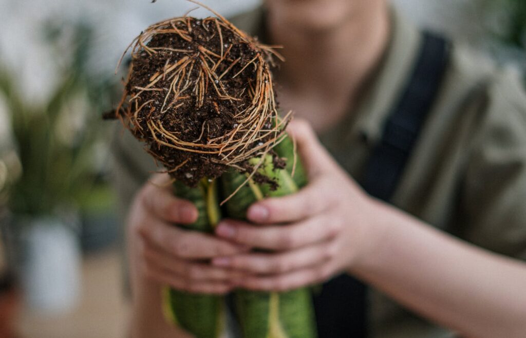 Hands holding plant roots and soil beside a pot for essential garden tools for beginners